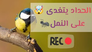 طائر الحداد يتغدى 😲على النمل 🐜 سبحان الله