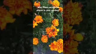 Why plant sacrificial plants in your garden?