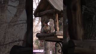 Squirrel is eating in the park. Cute animals. #shorts #shortsvideo