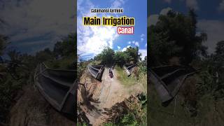 Calamansi farming in Philippines: irrigation system #agriculture #fruitfarmers