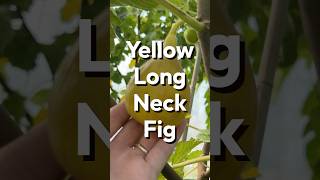 Yellow Long Neck Fig