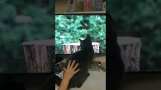 Cat just can't figure out birds on  TV /Avie Life in USA / #shorts