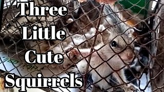 Little Cute Three Squirrels are sad #shorts, #youtubeshorts 😭