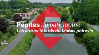 Pépites du patrimoine - Replantation des arbres têtards du Marais poitevin au Mazeau (Vendée)