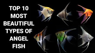 TOP 10 MOST BEAUTIFUL TYPES OF ANGEL FISH IN THE WORLD