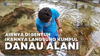 IKAN MAS DI DANAU ALANI KAB. BANGGAI KEPULAUAN