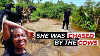 SHE WAS CHASED BY COWS WHEN WE TOOK THE DOGS FOR SWIMMING AT THE RIVER | KENYAN YOUTUBERS