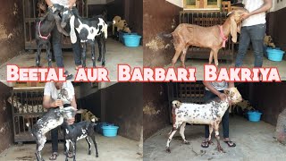 Beetal aur Barbari Bakriya Pure Quality Mai | MM Makta  Hyderabad