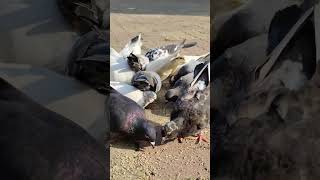 #pigeon #suratpigeonlover #bird #kabutar #suratpigeon #birdspecies #video #kabootar #pigeonbird 🕊️🕊️