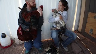 SUPER Cuddly Roosters!