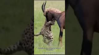 An antelope being hunted by cheetah's #shorts #cheetah #antelopes #hunting #wildlife #prey #animals