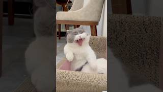 Cute and Funny Yawning Cats #cat