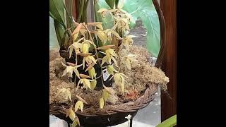 British Orchid Council