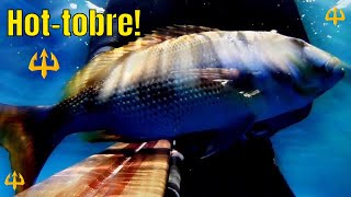 Pesca sub   :   Hot-tobre. (Fishing-Sardegna)