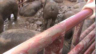 2014 - PART 1 - Wisconsin Horrible Pig Wrestling for St. Patrick's Catholic Church