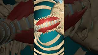 Longus colli muscle action Vertebral column: Flexion #anatomy #muscle