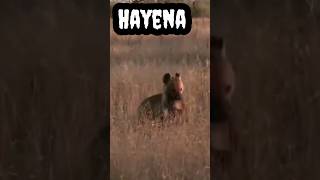 Hayena #shorts #viral #trending