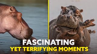 15 Fascinating Yet TERRIFYING Hippo Moments