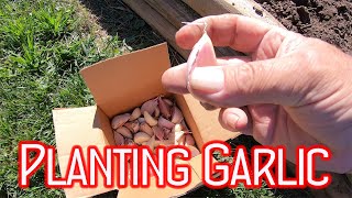 Planting Garlic