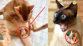 Funny Animals Video🔥😂New Memes Compilation🔥Battle Cats,Tiktok Cringe