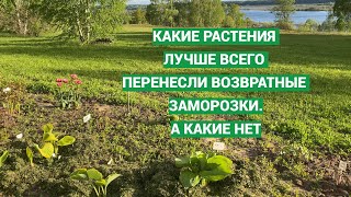 Какие растения пострадали после заморозков