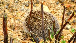 Hungry hedgehog in garden in daylight