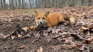 West Virginia trapping 2024 first red fox of season