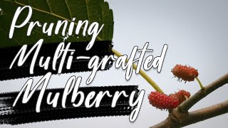 Pruning Multi-grafted Mulberry