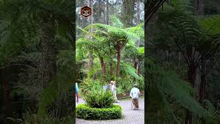 Wisata Sambil Healing? Orchid Forest Cikole Saja | Java Mototrip #shorts