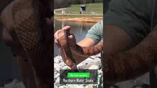 Northern Water Snakes Are Awesome (And Totally Harmless!)