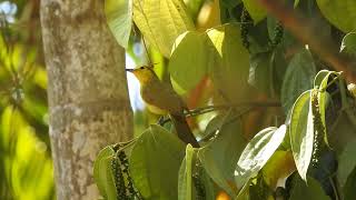 Yellow-browed bulbul