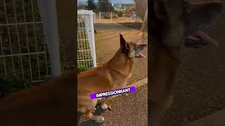 Je vous présente Pablo 🐕. #chien #viral #malinois #video #youtubeshorts #atom #dog #k9