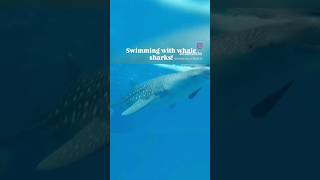 Swimming with #whalesharks