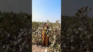 Cotton Farming | White Gold | कपास के खेत | Cotton #kapas #cotton #farming #travelvlog  #shorts