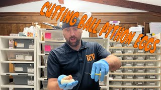 WE CUT BALL PYTHON EGGS!!! WHAT DID WE HIT???