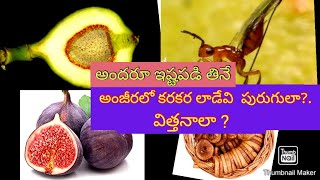 Fig Fruit insects/ఫిగ్ పండులో అత్తి పండులో పురుగులు Anjeera/anjira fruit insects facts like EduFun