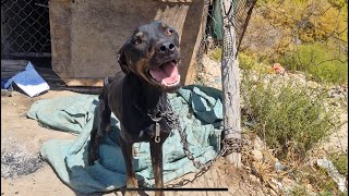 Abandoned Chained Dog Needs a Lifeline!