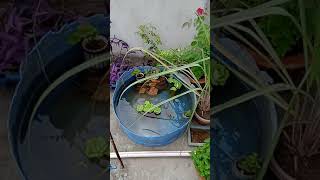 My plants decoration