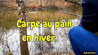 Carpe au pain en hiver.