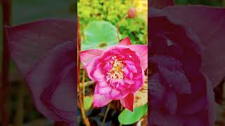 Lotus#viral#viralvideo#viralshorts#trending#trendingshorts#india#indian#garden#gardening#neture#love