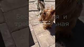 Туда где лето #видеопрособак #pets #собаки #yorkie #cute #животные #funny #шитцу