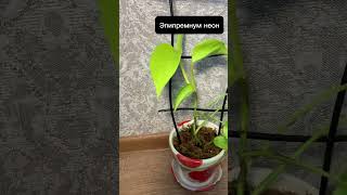 Обзор на мои новые растения🪴 #комнатныерастения #plants#растения