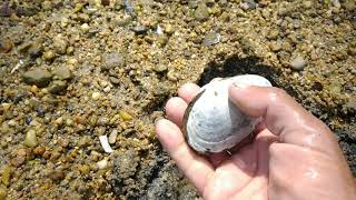 HOW TO CATCH STEAMER CLAMS.