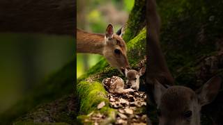 Deer mother is taking care of baby deer