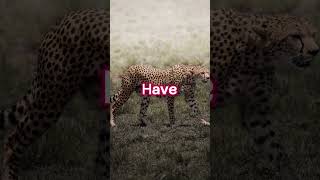 Cheetahs Purr Like Cats #shorts #facts #viral #cheetah #cat #animals #wildlife #catshorts #wild #fyp