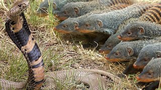 Banded Mongooses Are The Real Bandits Of Africa! Tearing Apart  Snakes And Stealing Food!