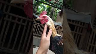 terkirim ke bos subang, pengambilan yang ke 3xnya #ayam #ayamkampung #pecintaayam