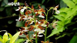 A rare plant, popular for ornamental use, shrimp orchids