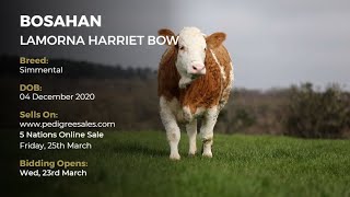 BOSAHAN LAMORNA HARRIET BOW - Simmental - Pedigree Sales Online Auctions