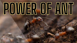 How Ants Take on Life Could Change Yours Forever #inspiringstories #motivationalstory